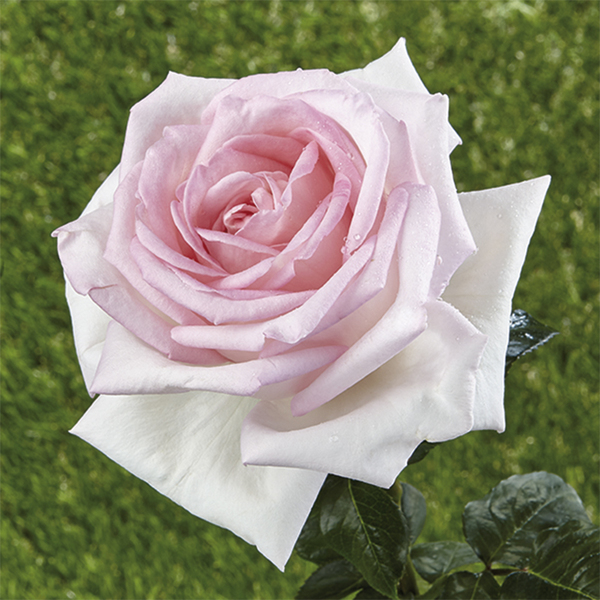 Shrub Rose